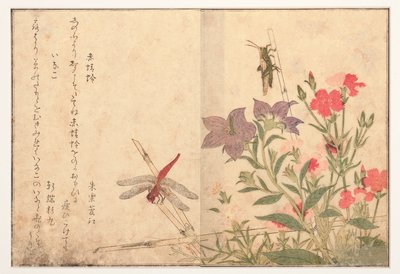 Rote Libelle und Reisheuschrecke, 1788 von Kitagawa Utamaro